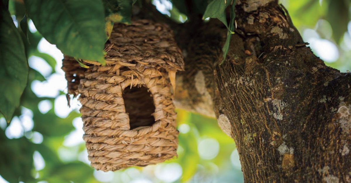 Caseta para pájaros en Alojamientos rurales en Ibiza